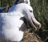 Wandering Albatross