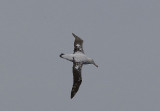 Wandering Albatross