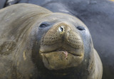 Southern Elephant Seal