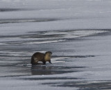 River Otter