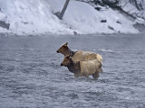 Elk,females crossing river