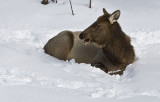 Elk,female