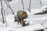 Elk,females