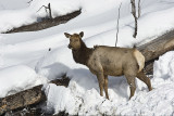 Elk,female