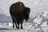 Bison