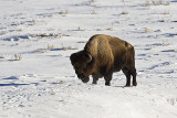 Bison