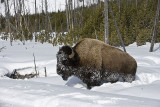 Bison pushing on