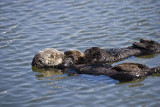 Sea Otter mom and baby wrapped together in kelp