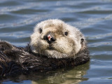 Sea Otter looks us over