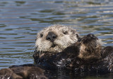 Sea Otter looks at us