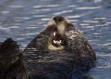 Sea Otter showns his teeth