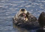 Sea Otter Yawns