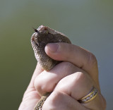 Rattlesnake handheld