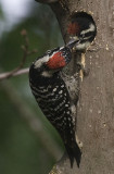 Nutthalls Woodpeckers,male feeding chick