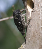 Nuttalls Woodpecker,female with lots of food