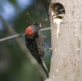 Nuttalls Woodpecker,male feeding chick
