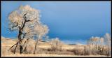 Winter Trees