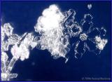 IMG_1894-crop1-rotated.jpg