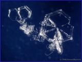 IMG_1999-crop1-rotated.jpg