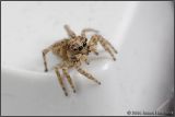 jumping_spiders