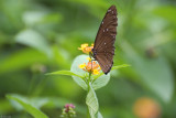 Fung Yuen Butterfly0009.jpg