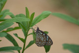 Fung Yuen Butterfly0028.jpg