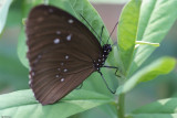 Fung Yuen Butterfly0049.jpg