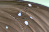 Fung Yuen Butterfly0051.jpg