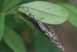 Fung Yuen Butterfly0054.jpg