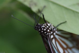 Fung Yuen Butterfly0055.jpg