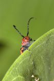 Shly Beetle - Act 5