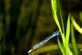A blue dragonfly - Cropped
