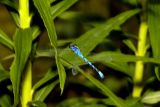 A flying blue dragonfly - Cropped