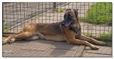 Tika - 2008_9196749-02.JPG