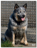 2008-Australian cattledog Dipper-10151