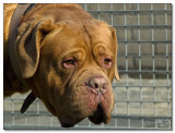 2008-Bordeauxdog Argos-10065