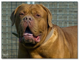 2008-Bordeauxdog Argos-10065
