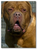 2008-Bordeauxdog Argos-10065