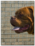 2008-Bordeauxdog Argos-10065