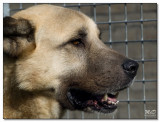2008-Anatolische herder- Tonga-12985