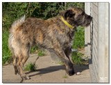 2008-Scruffy-13228