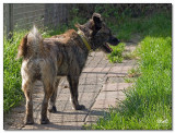 2008-Scruffy-13228