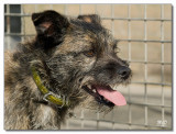 2008-Scruffy-13228