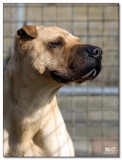 2008-Sharpei-Buddy-12564