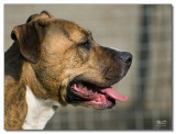 2008-Boxer-Angel-12892