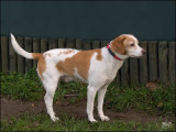2008_Camel- 13551