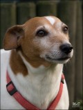 2008_Max (van Smokey)