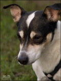 2008_Smokey (van Max)