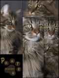 2008_Panter collage-02.JPG