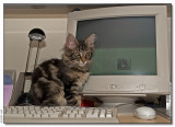 Compucat - 2008_1262870